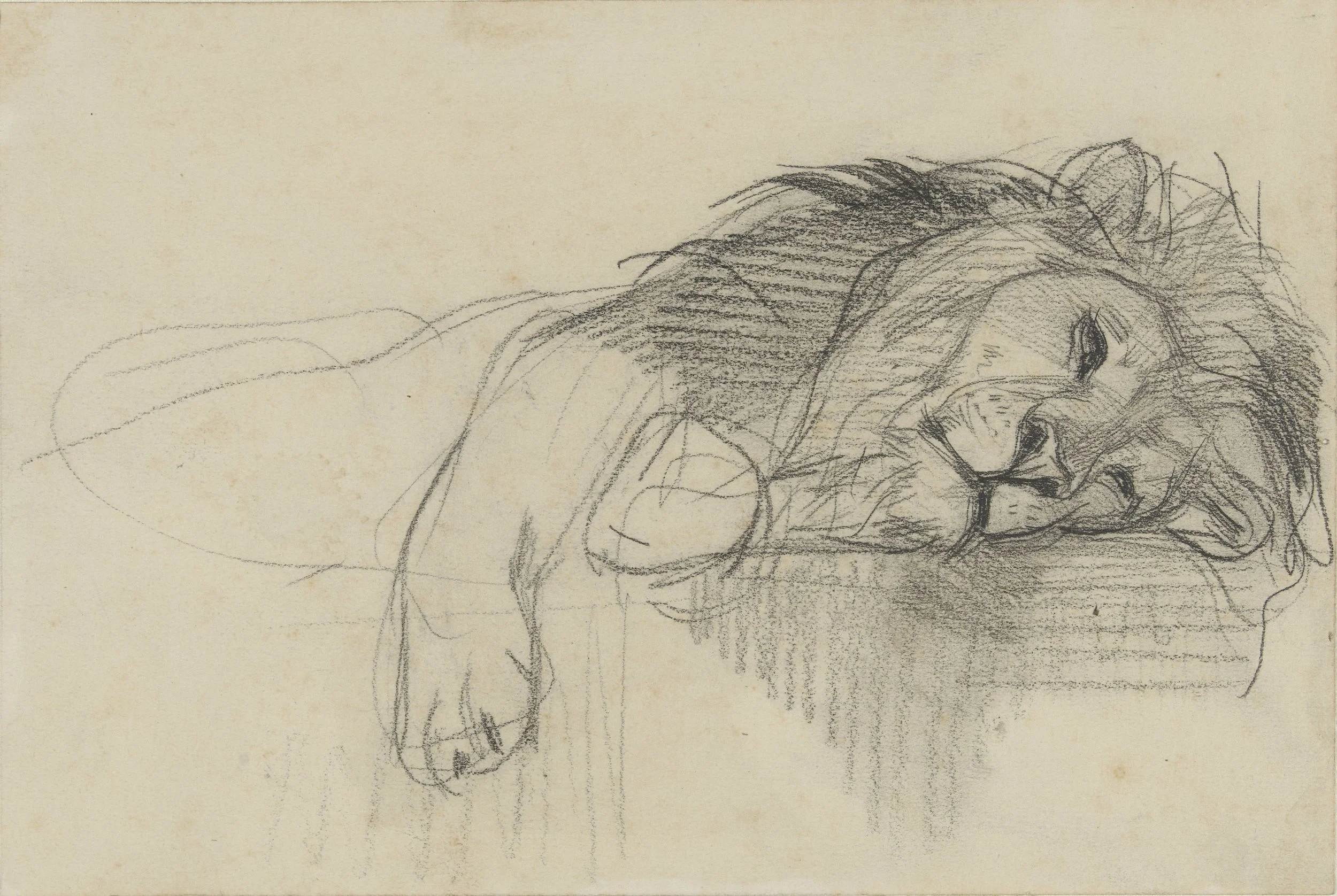 A sketch studying a powerful lion at rest