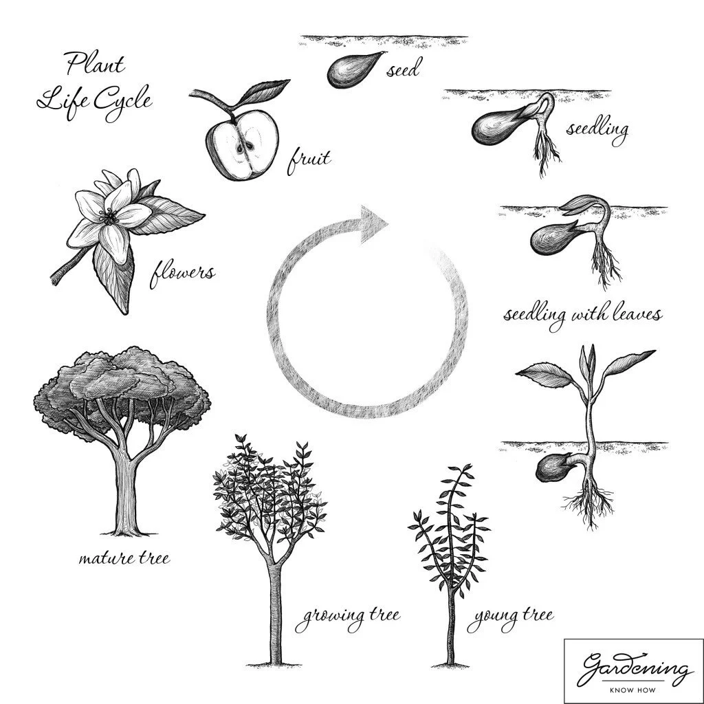 Plant-Life-Cycle-1024x1024